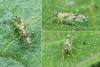 Eupteryx andalusiaca